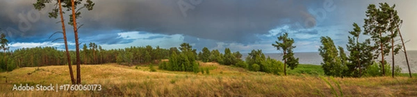 Fototapeta Panoramic view of a pine forest, golden grass and sea coast under dramatic storm clouds after rain. Warm light meets dark sky creating contrast and depth.