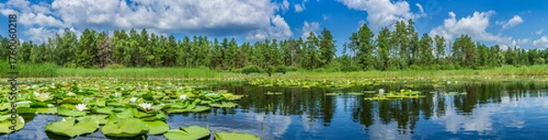 Fototapeta Beautiful panoramic view of a calm forest lake covered with white water lilies and surrounded by green trees under a blue cloudy sky on a summer day.