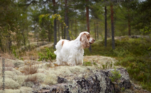 Fototapeta Wild nature. Portrait of an English Cocker spaniel. The dog stands on a rocky ledge covered with moss. The head is turned to the right. Orange-roan color.