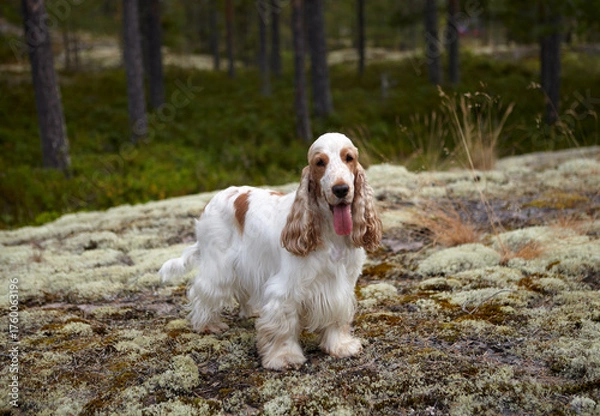 Fototapeta Portrait of an English Cocker Spaniel. The dog stands on a mossy rocky ledge, looking into the camera. Wildlife. Orange roan color.