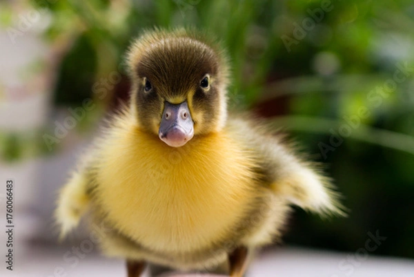 Obraz little yellow duck