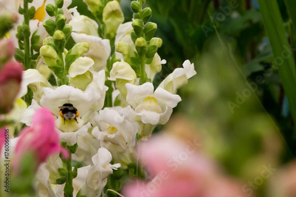 Obraz  bumblebee on a flower
