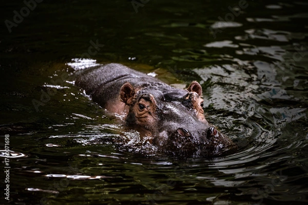Fototapeta A powerful hippopotamus submerged in dark, rippling water, with only its eyes and ears visible. This moody portrait captures the immense presence and quiet danger of the massive animal.
