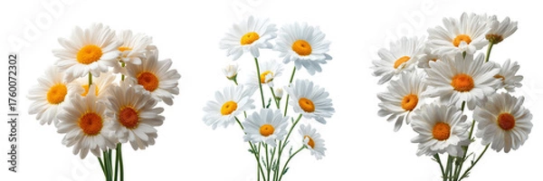 Obraz Set of Artistic arrangement of daisies forming a circular floral emblem on transparent png background. Ai generated