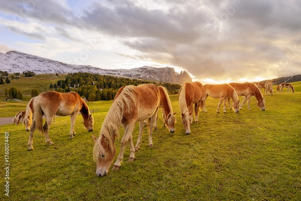 Fototapeta Many horses grazing in a meadow at sunset, alpine mountains in the background.