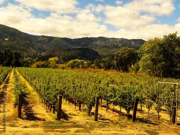 Fototapeta Orderly Napa Valley grapevines in dry golden soil leading to tree-covered hills under partly cloudy sky