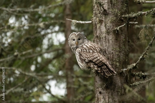 Fototapeta A long-tailed owl in its natural habitat  (Strix uralensis)