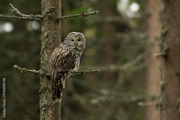 Fototapeta A long-tailed owl in its natural habitat  (Strix uralensis)