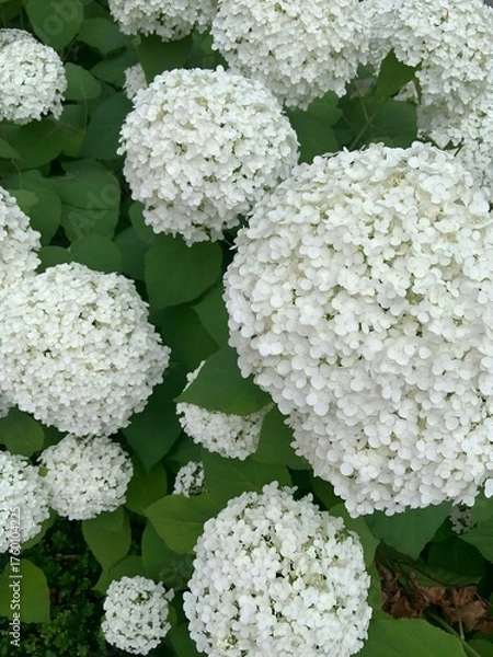 Fototapeta Beautiful white hydrangea blooms close up. Fresh floral texture with soft petals and green leaves. Perfect for botanical design, garden themes, or natural backgrounds.