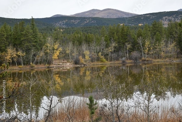 Fototapeta reflection of trees in the lake