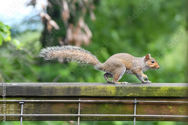Fototapeta Squirrel in Birmingham, Alabama
