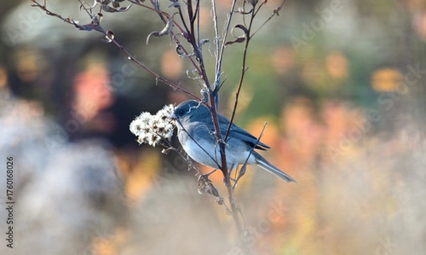 Fototapeta dark eyed junco