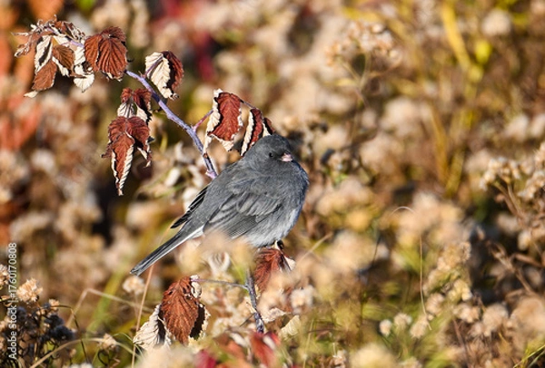 Fototapeta dark eyed junco