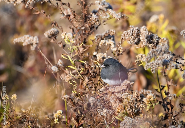 Fototapeta Dark eyed junco