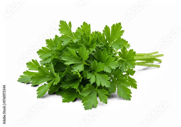 Obraz Fresh Flat Leaf Parsley Isolated on Transparent Background