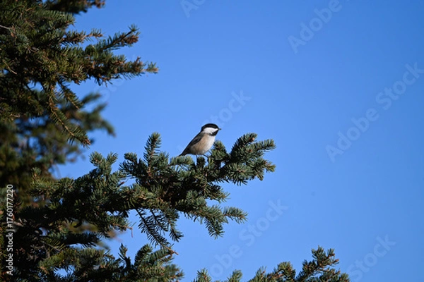 Fototapeta bird on a tree