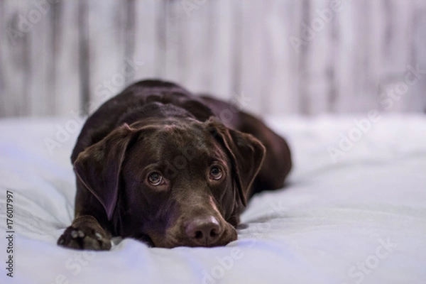 Obraz Chocolate Lab on White Bed