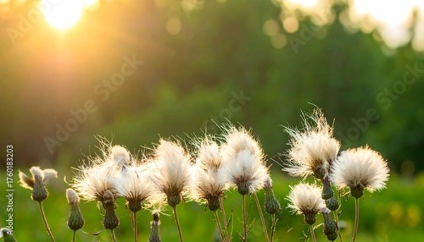 Obraz Sunlight bathes fluffy seed heads in a field, creating a warm, inviting scene