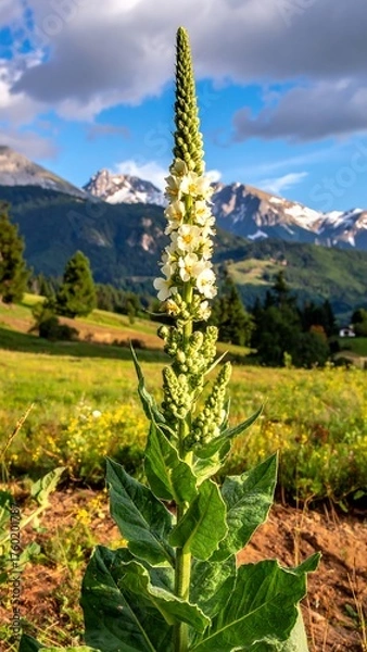 Obraz Tall flowering plant in focus, scenic background of mountains