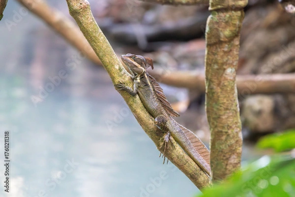 Obraz A brown basilist in Costa Rica