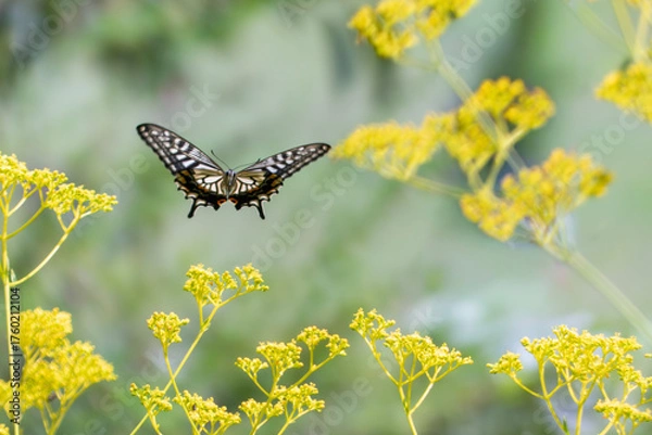 Fototapeta 秋の七草オミナエシにアゲハチョウが乱舞　滋賀県大津市びわこ文化公園