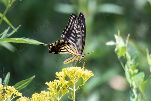 Fototapeta 秋の七草オミナエシにアゲハチョウが乱舞　滋賀県大津市びわこ文化公園