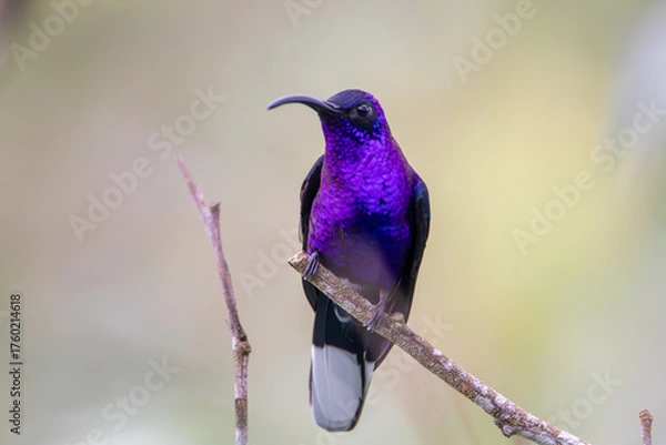 Obraz A Violet Sabrewing in Costa Rica