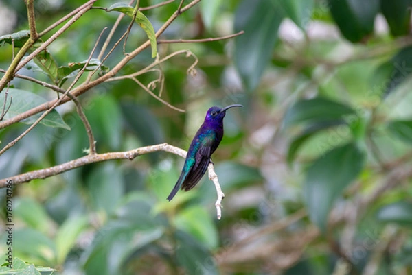 Obraz A Violet Sabrewing in Costa Rica