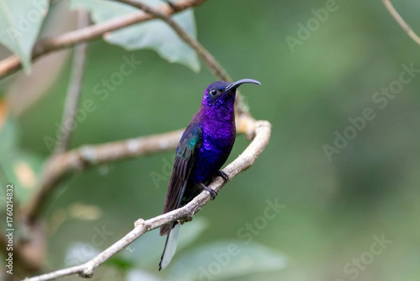 Obraz A Violet Sabrewing in Costa Rica