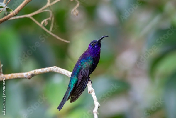 Obraz A Violet Sabrewing in Costa Rica