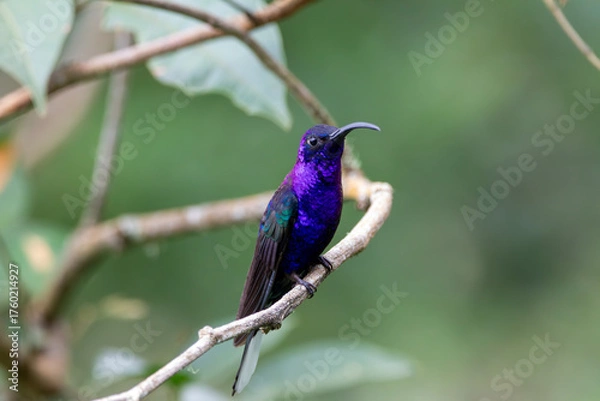 Obraz A Violet Sabrewing in Costa Rica