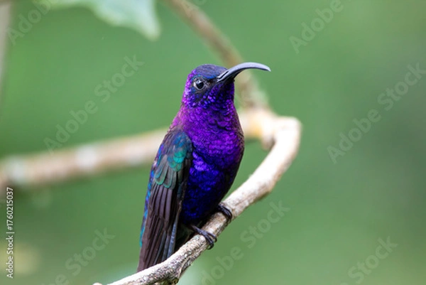 Obraz A Violet Sabrewing in Costa Rica