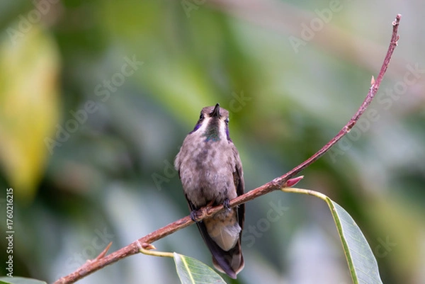 Obraz A Brown Violetear in Costa Rica