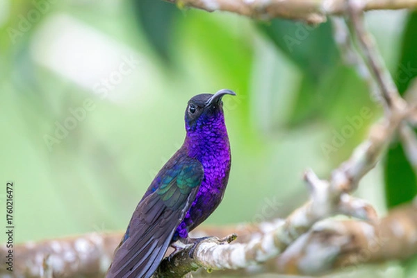 Obraz A Violet Sabrewing in Costa Rica