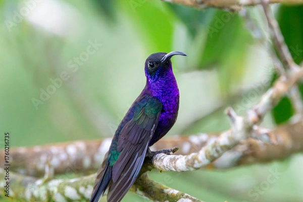 Obraz A Violet Sabrewing in Costa Rica