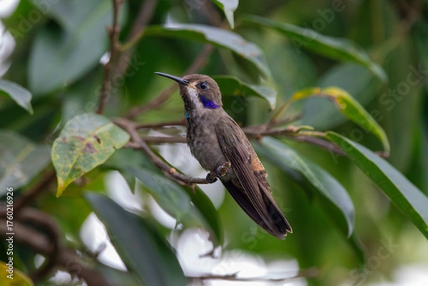 Obraz A Brown Violetear in Costa Rica