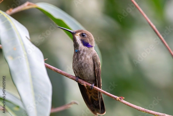 Obraz A Brown Violetear in Costa Rica