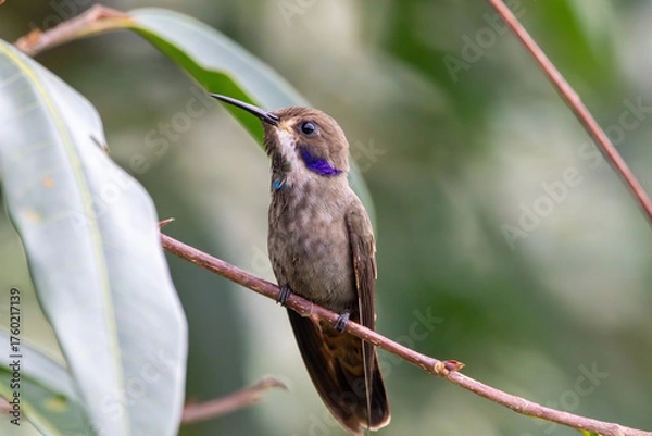 Obraz A Brown Violetear in Costa Rica