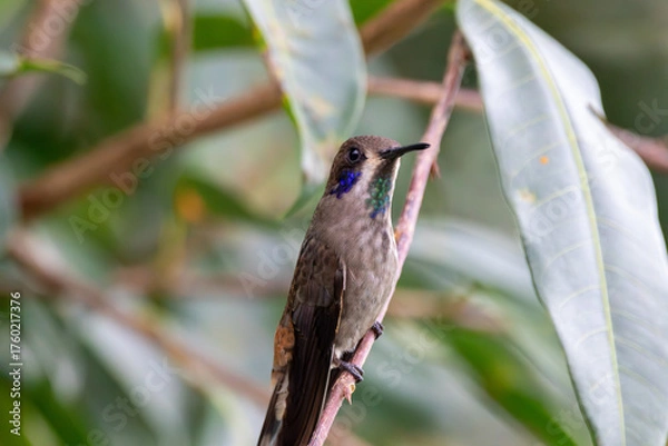 Obraz A Brown Violetear in Costa Rica