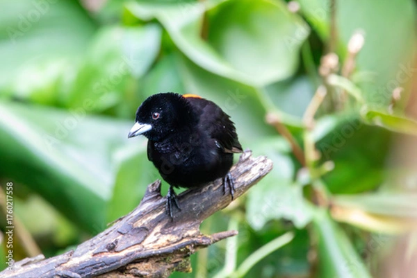 Obraz A Scarlet-rumped Tanager in Costa Rica