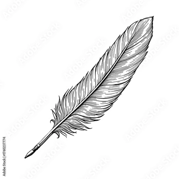 Fototapeta Vintage Hand Drawn Feather Illustration | Quill Pen Design | Elegant Nature Bird Feather Sketch