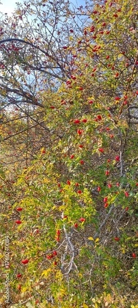 Fototapeta Red berries on a green bush against a blue sky in autumn  