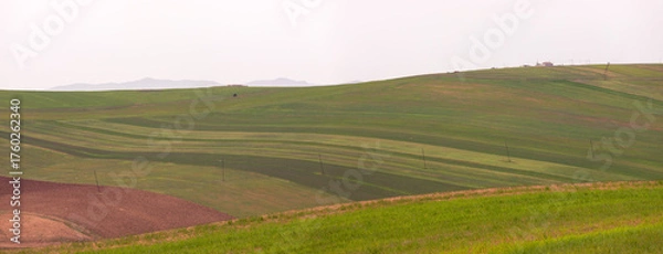 Fototapeta Green fields of young wheat in the mountains.