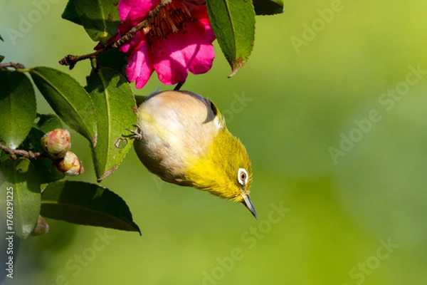 Obraz ピンクのサザンカにぶら下がるメジロ