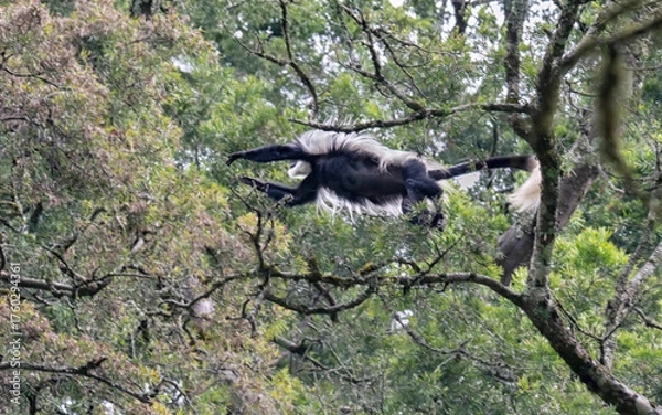 Fototapeta Colobus monkey (Colobus guereza) jumping from tree to tree in tropical forest canopy, Mount Elgon, Kenya