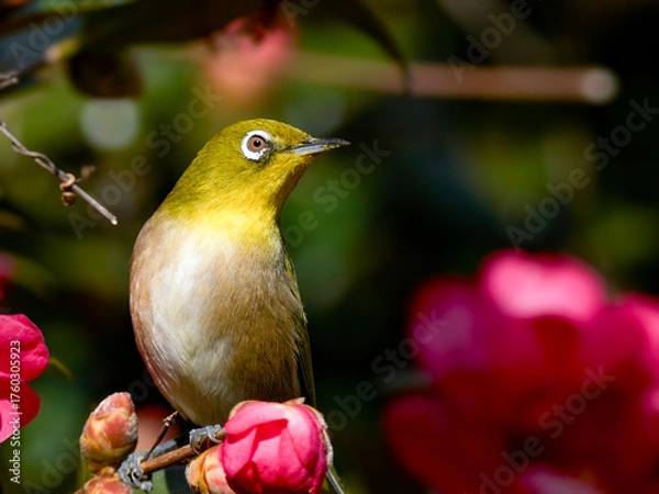 Obraz サザンカの枝にとまるメジロの横顔