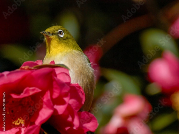 Obraz 赤いサザンカに囲まれたメジロ
