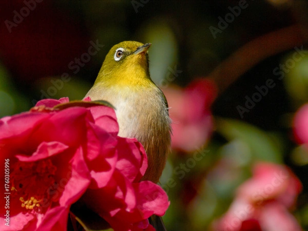 Obraz 赤いサザンカに囲まれたメジロ
