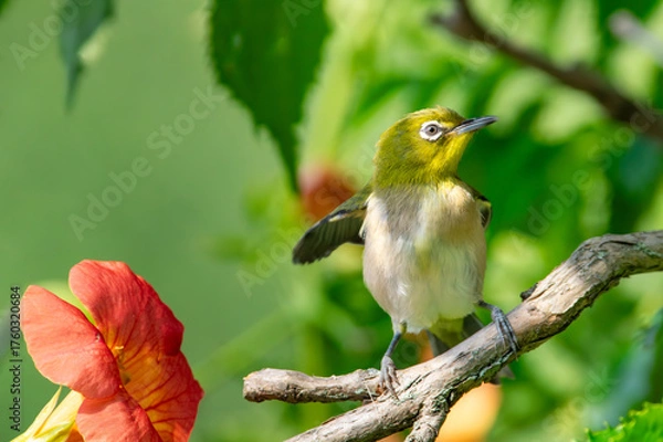 Obraz ノウゼンカズラと初夏のメジロ