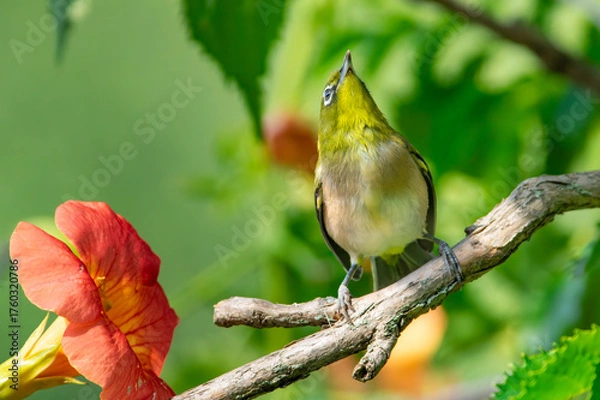 Fototapeta 枝の上で見上げるメジロとノウゼンカズラ